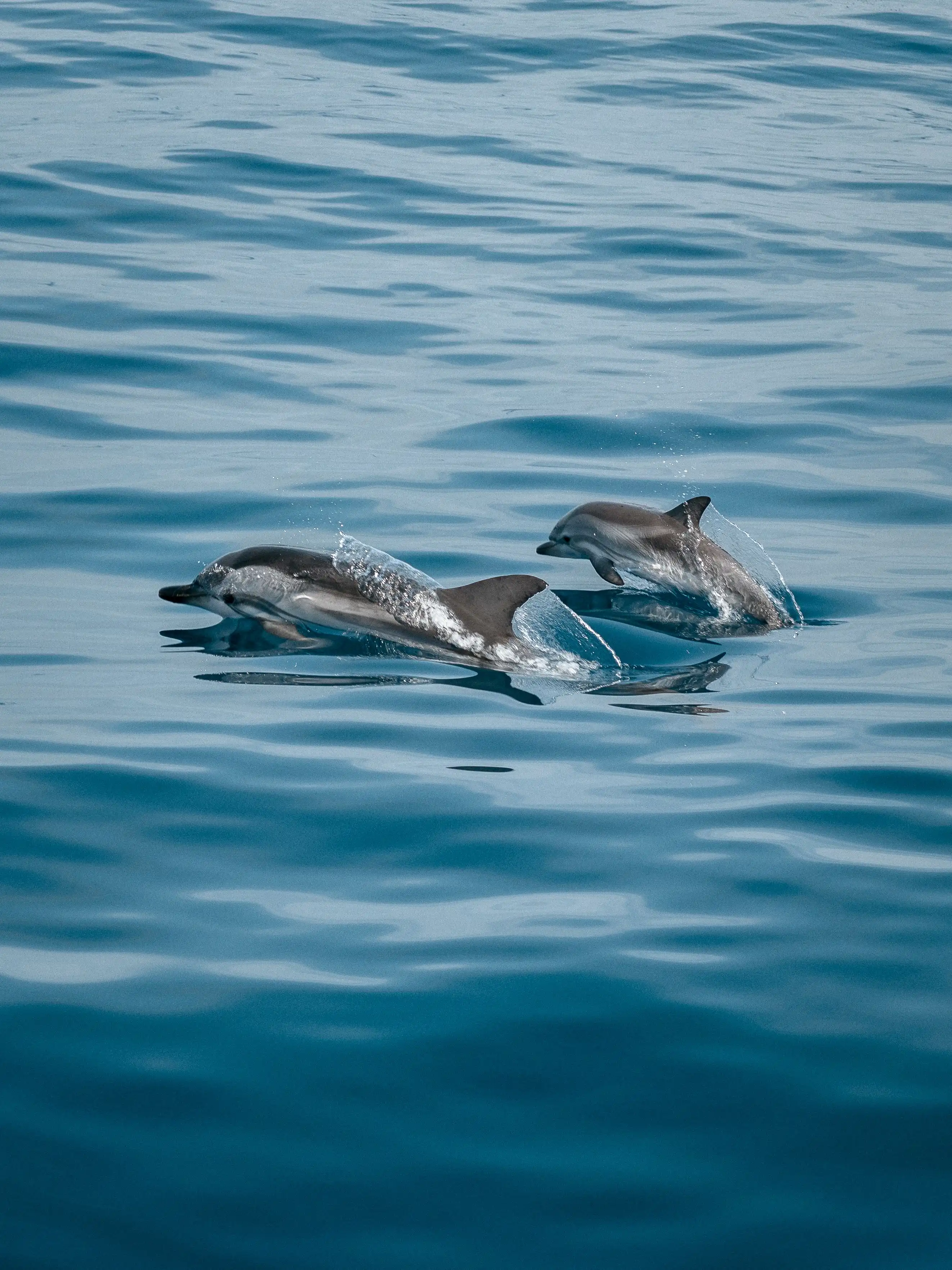 Private Dolphin Safari